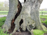 Eeuwenoude Kroezeboom